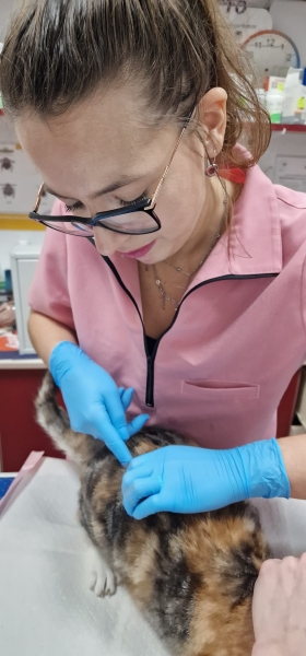 Mirciu Denisa - medic veterinar